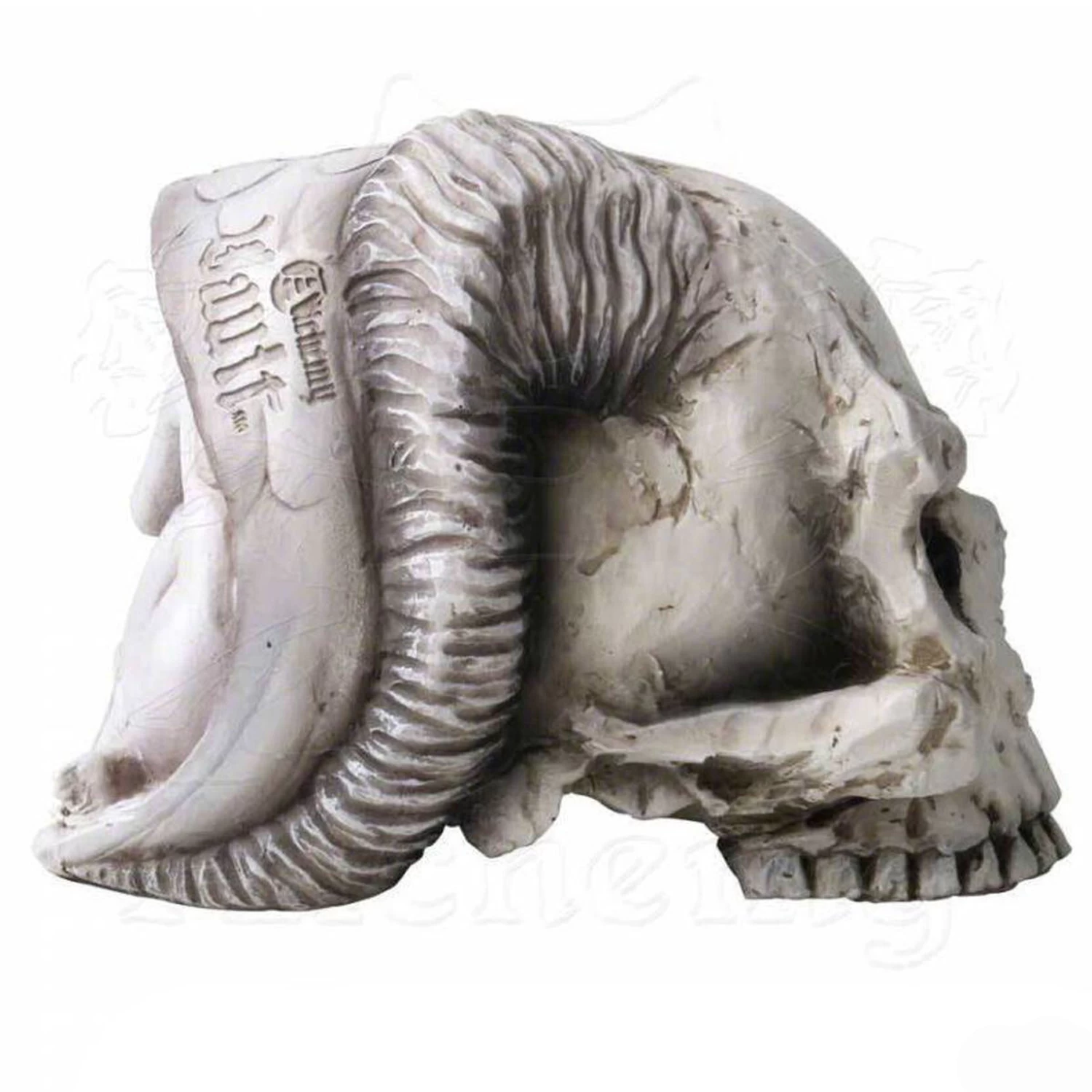 Crâne 'Angel Of Hades' En Résine 7 Crâne 'Angel Of Hades' En Résine – Image 5